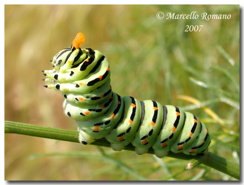 Strategie di difesa: osmeterium del bruco di Papilio machaon